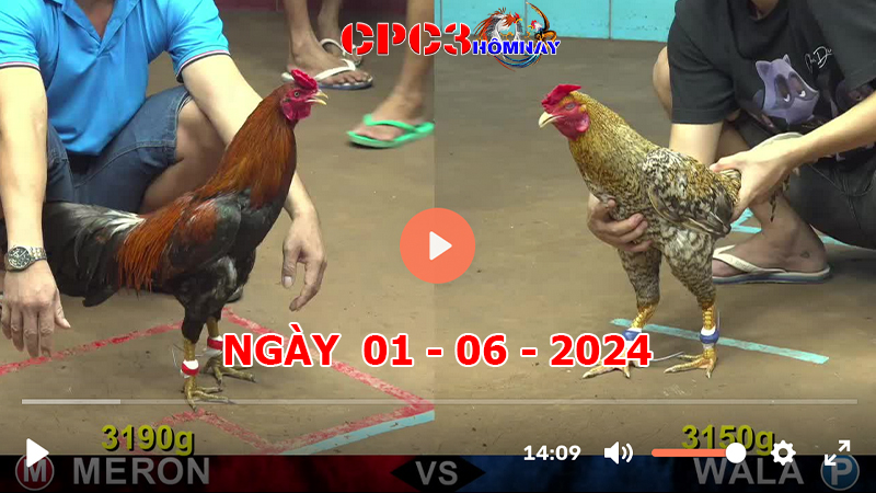 Đá gà CPC3 ngày 01-06-2024