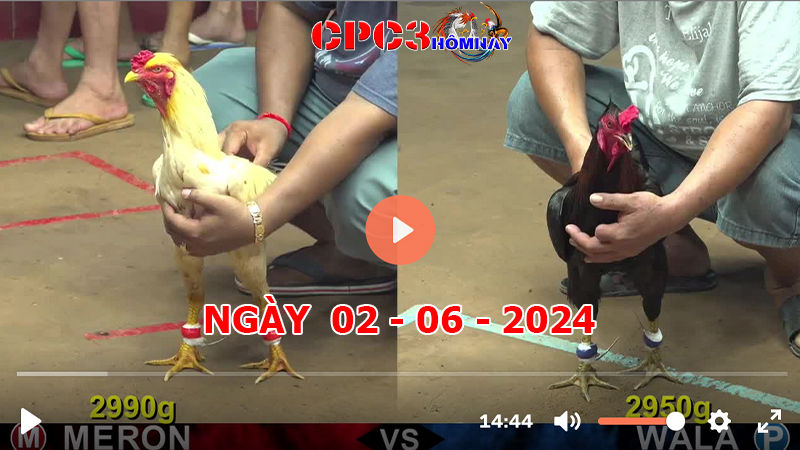 Đá gà CPC3 ngày 02-06-2024