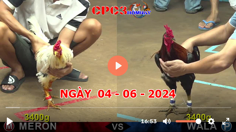 Đá gà CPC3 ngày 04-06-2024