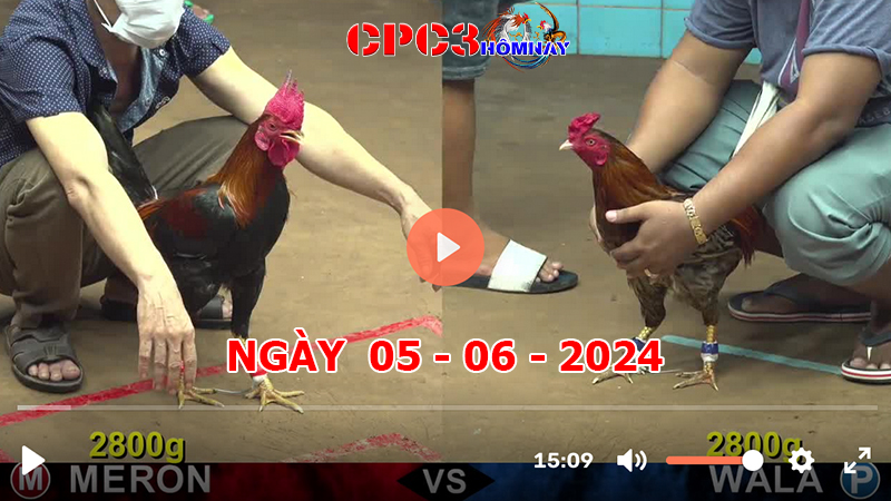 Đá gà CPC3 ngày 05-06-2024