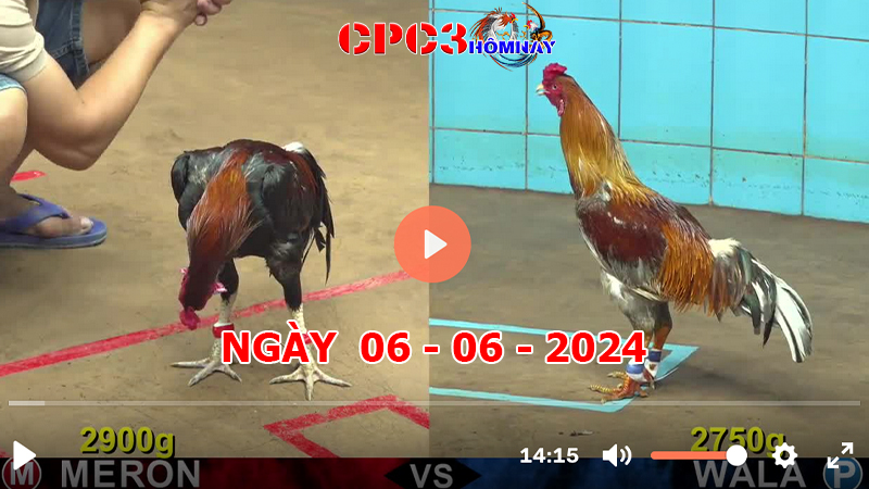 Đá gà CPC3 ngày 06-06-2024