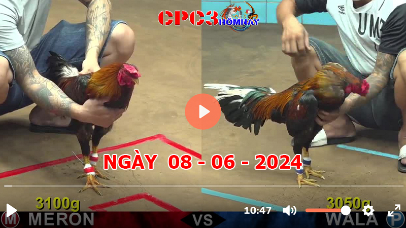 Đá gà CPC3 ngày 08-06-2024