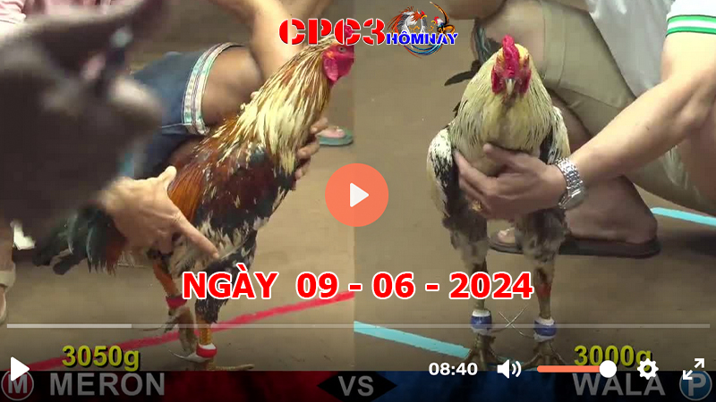 Đá gà CPC3 ngày 09-06-2024