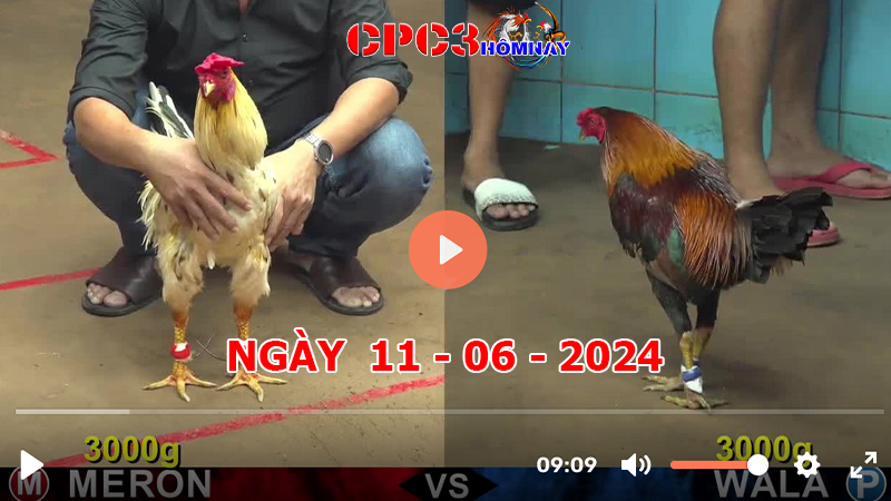 Đá gà CPC3 ngày 11-06-2024