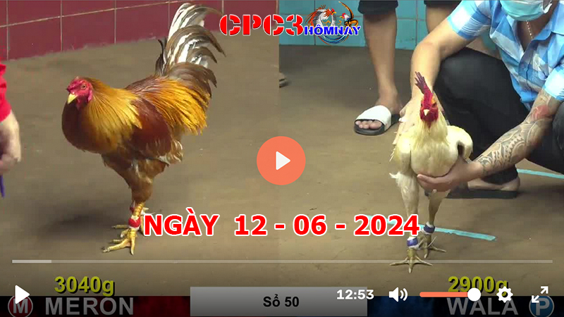 Đá gà CPC3 ngày 12-06-2024