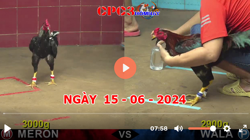 Đá gà CPC3 ngày 15-06-2024