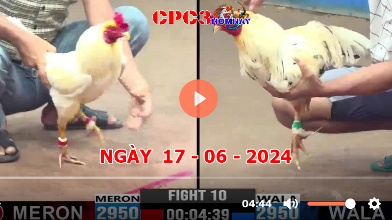 Đá gà CPC3 ngày 17-06-2024