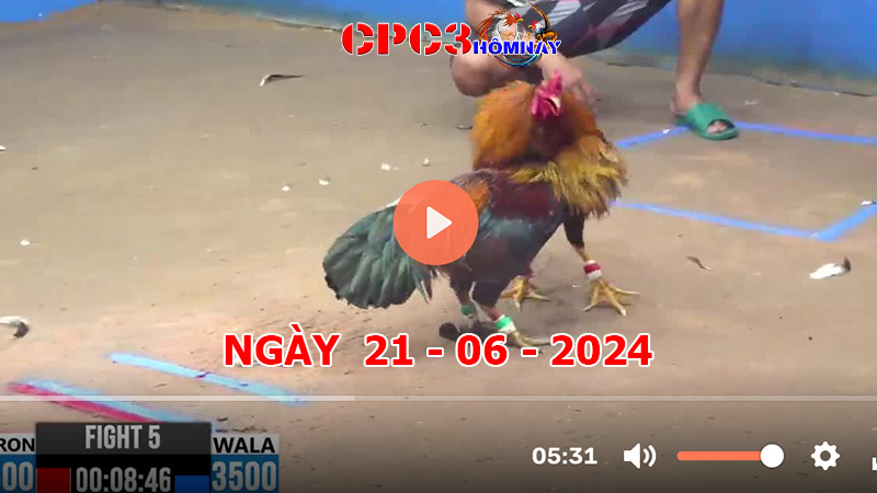 Đá gà CPC3 ngày 21-06-2024