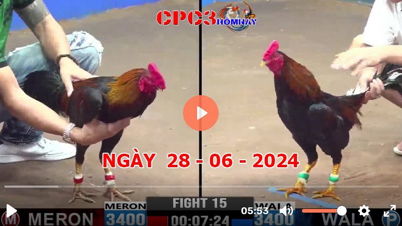 Đá gà CPC3 ngày 28-6-2024