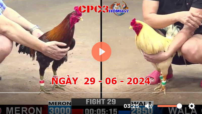 Đá gà CPC3 ngày 29-6-2024