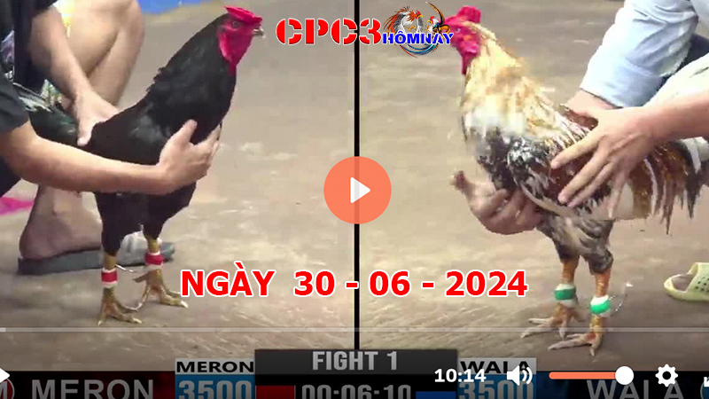 Đá gà CPC3 ngày 30-6-2024