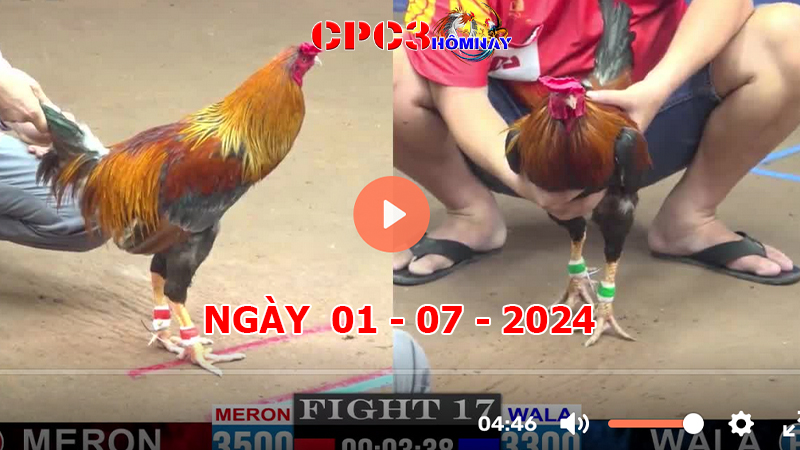 Đá gà CPC3 ngày 01-7-2024