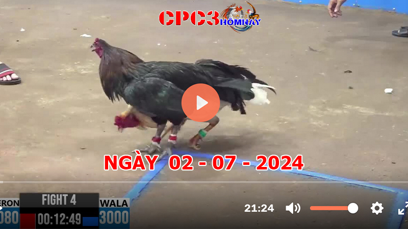 Đá gà CPC3 ngày 02-7-2024