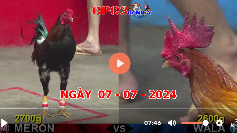 Đá gà CPC3 ngày 07-7-2024