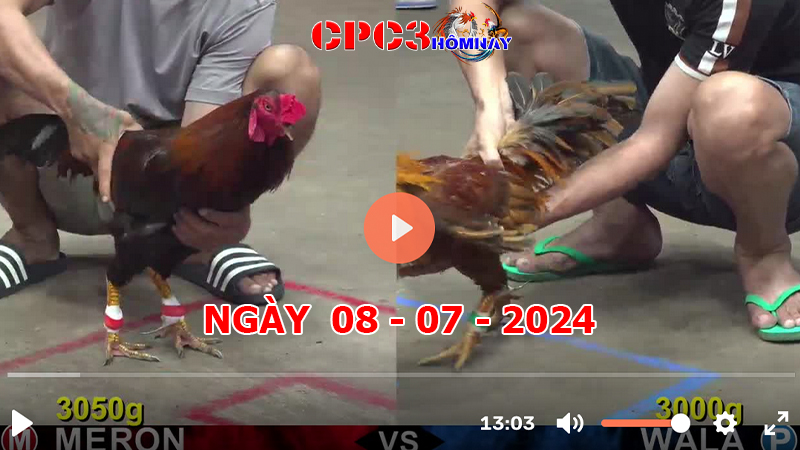 Đá gà CPC3 ngày 08-7-2024