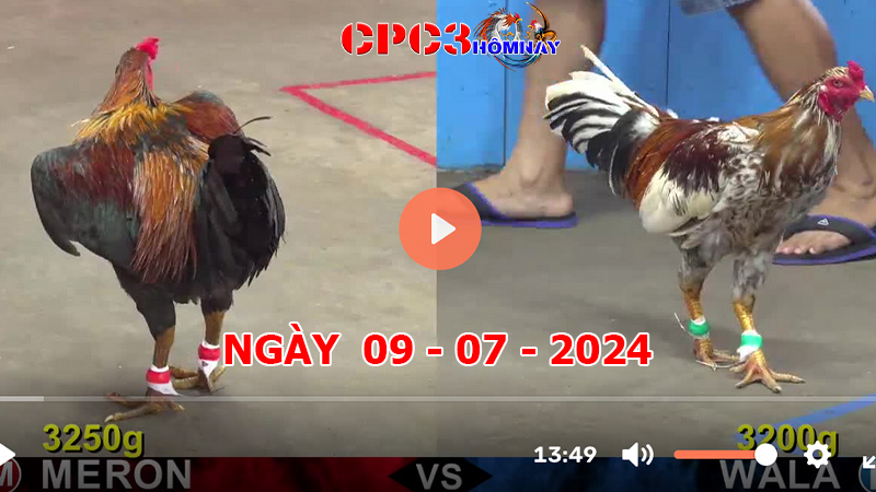 Đá gà CPC3 ngày 09-7-2024