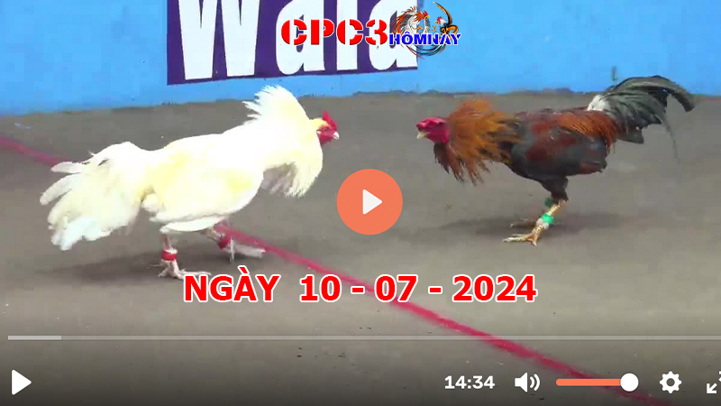 Đá gà CPC3 ngày 10-7-2024