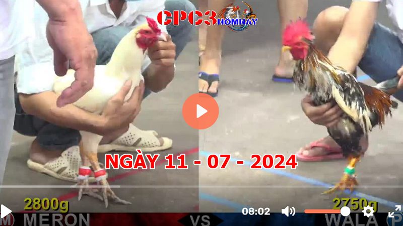 Đá gà CPC3 ngày 11-7-2024