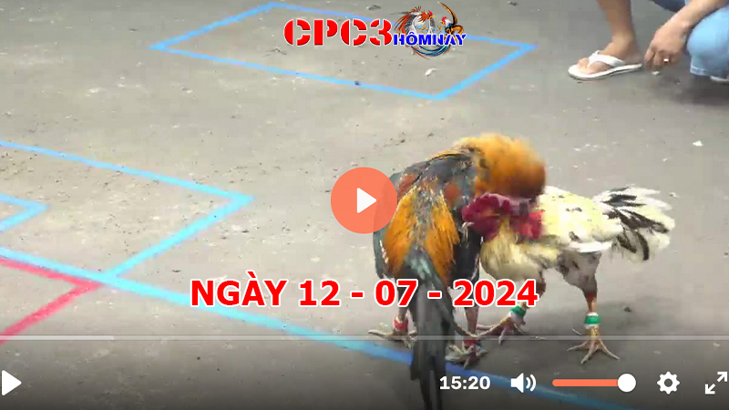 Đá gà CPC3 ngày 12-7-2024