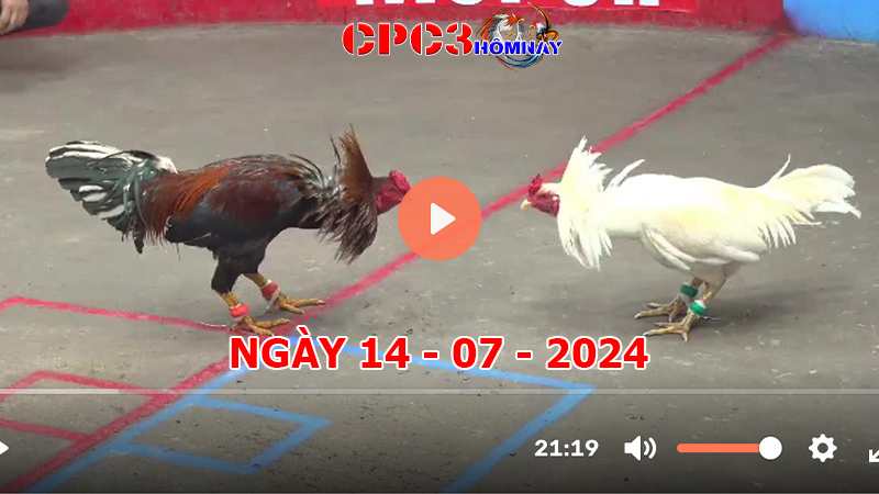 Đá gà CPC3 ngày 14-7-2024