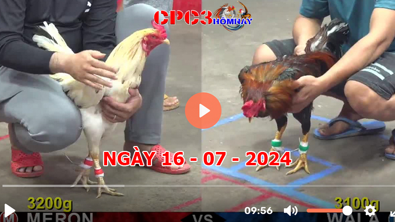 Đá gà CPC3 ngày 16-7-2024