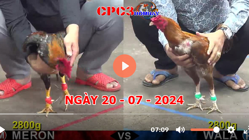 Đá gà CPC3 ngày 20-7-2024