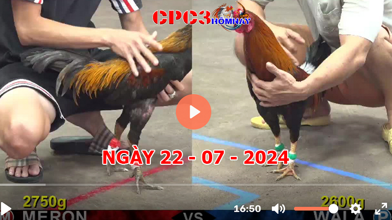 Đá gà CPC3 ngày 22-7-2024