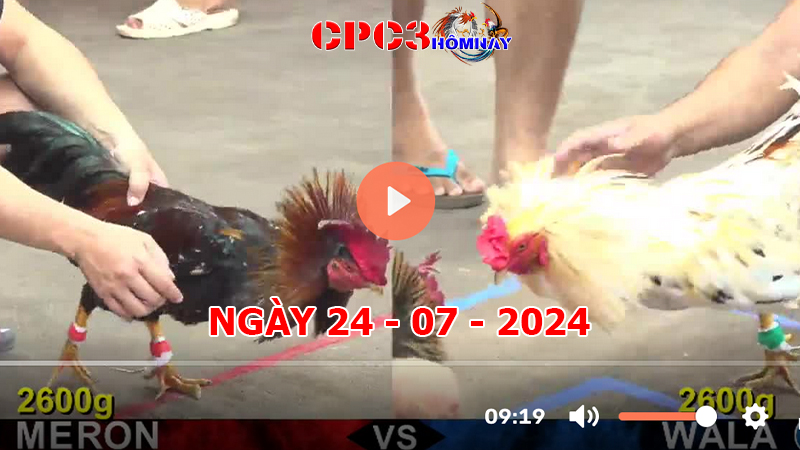 Đá gà CPC3 ngày 24-7-2024