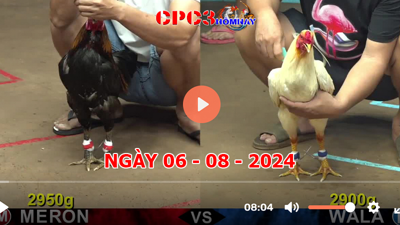 Đá gà CPC3 ngày 06-8-2024