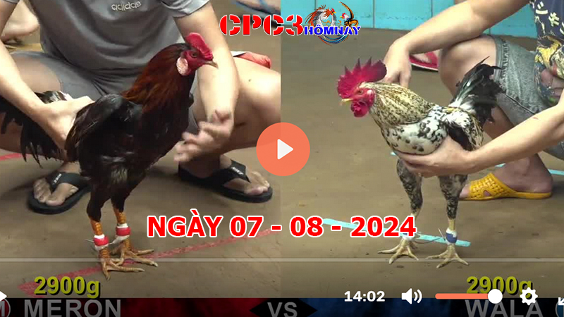 Đá gà CPC3 ngày 07-8-2024