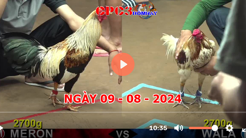 Đá gà CPC3 ngày 09-8-2024