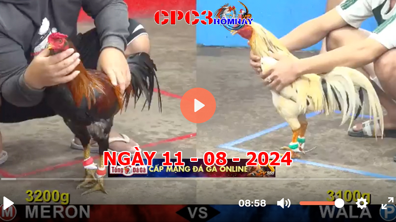 Đá gà CPC3 ngày 11-8-2024