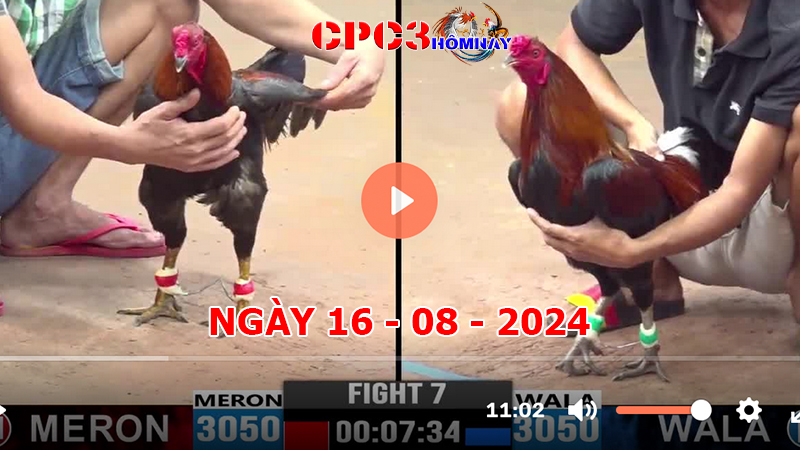 Đá gà CPC3 ngày 16-8-2024