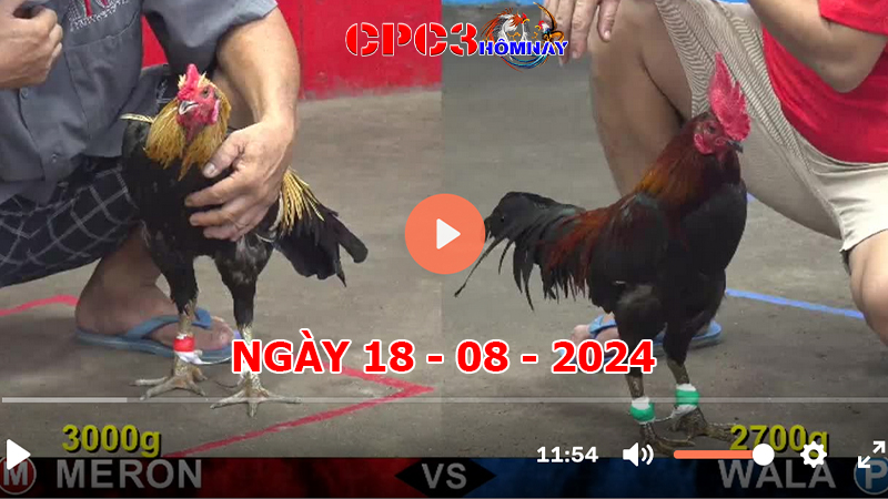 Đá gà CPC3 ngày 18-8-2024