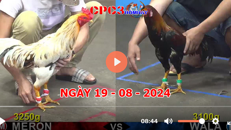 Đá gà CPC3 ngày 19-8-2024