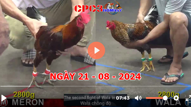 Đá gà CPC3 ngày 21-8-2024