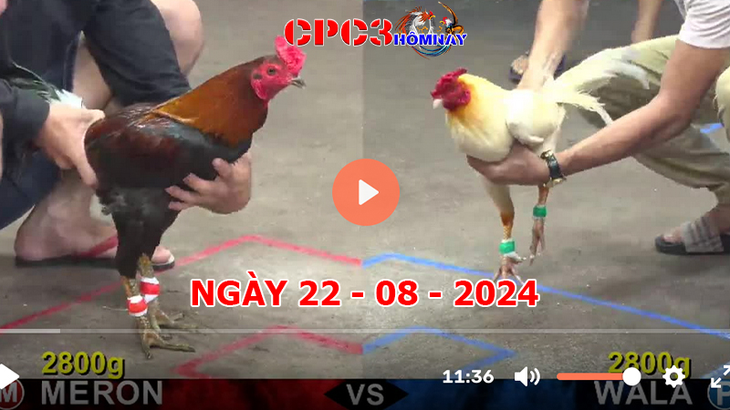 Đá gà CPC3 ngày 22-8-2024