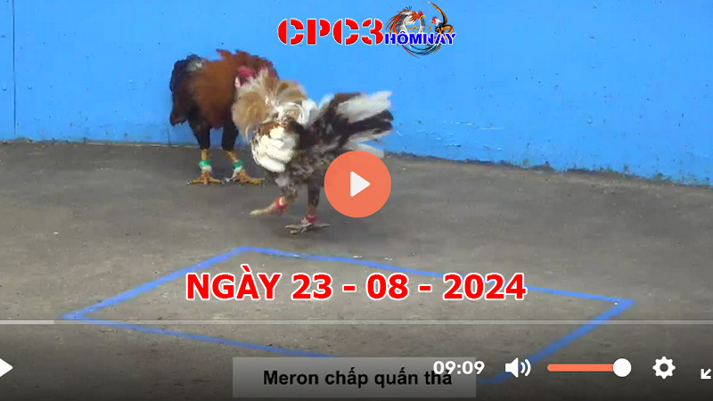 Đá gà CPC3 ngày 23-8-2024