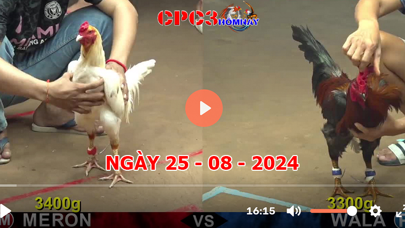 Đá gà CPC3 ngày 25-8-2024