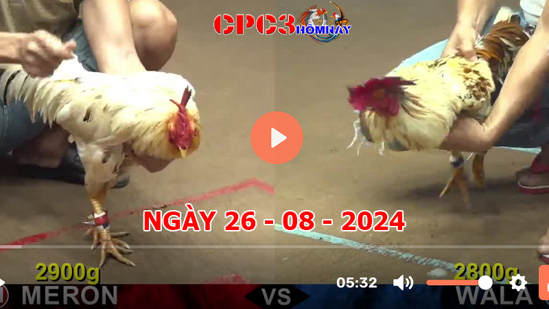 Đá gà CPC3 ngày 26-8-2024