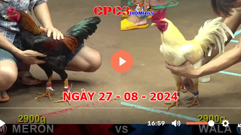 Đá gà CPC3 ngày 27-8-2024