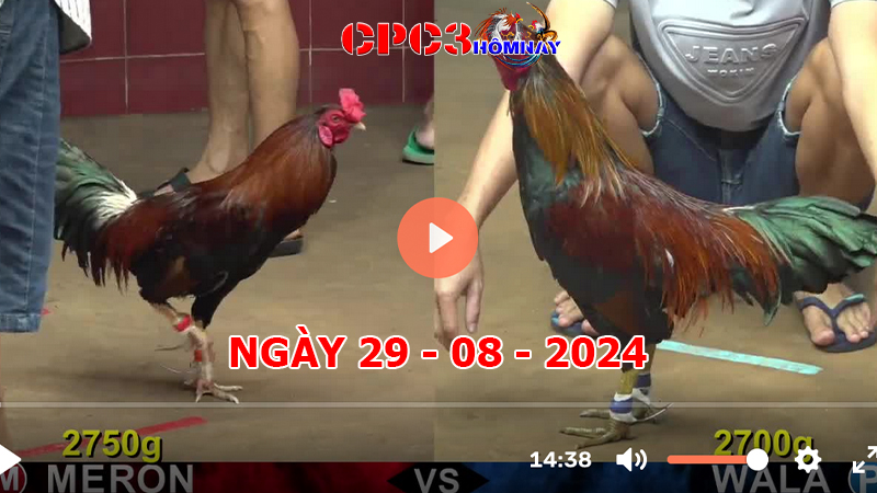 Đá gà CPC3 ngày 29-8-2024