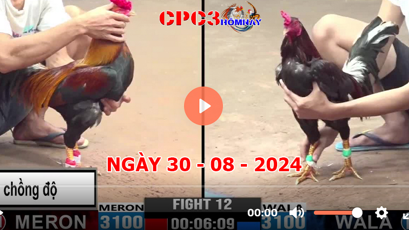 Đá gà CPC3 ngày 30-8-2024