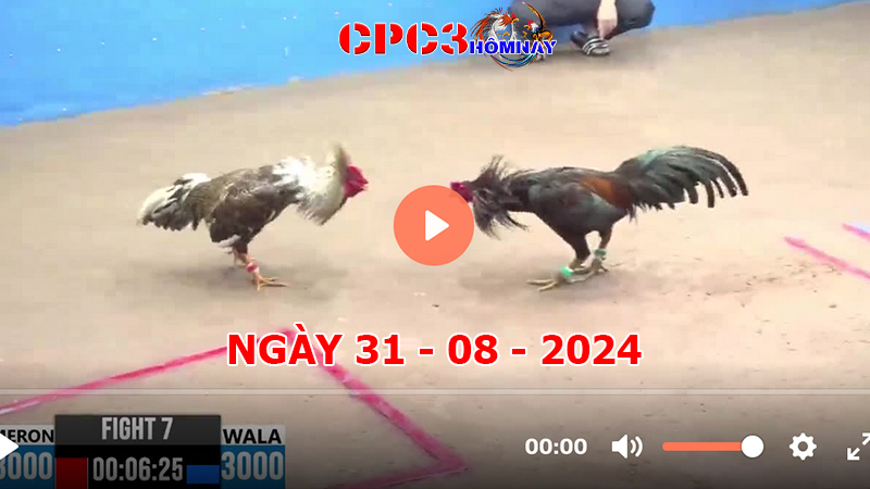 Đá gà CPC3 ngày 31-8-2024