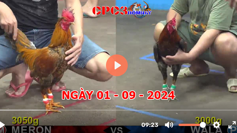 Đá gà CPC3 ngày 01-9-2024