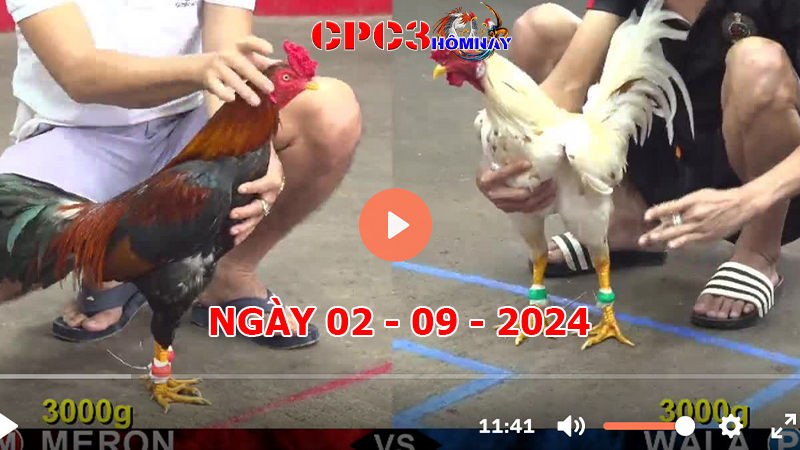 Đá gà CPC3 ngày 02-9-2024