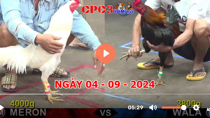 Đá gà CPC3 ngày 04-9-2024