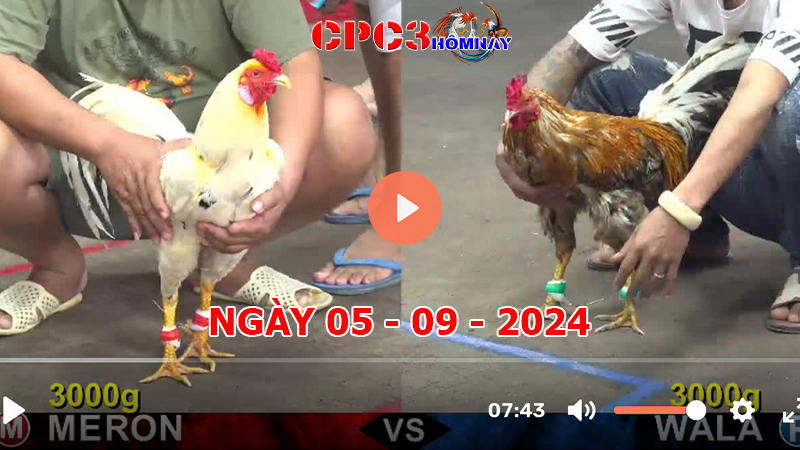 Đá gà CPC3 ngày 05-9-2024