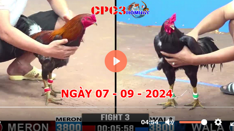 Đá gà CPC3 ngày 07-9-2024