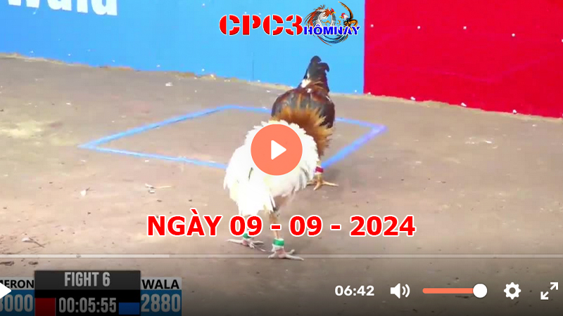 Đá gà CPC3 ngày 09-9-2024